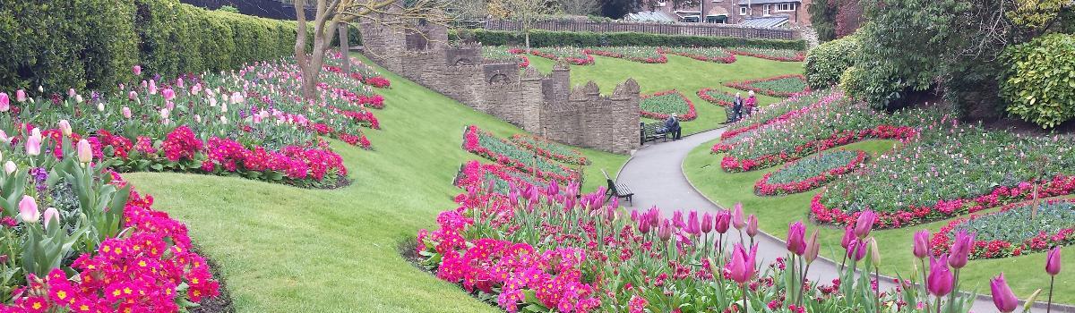 Tulips at Guildford Castle