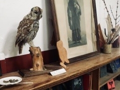 Owl on shelves