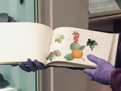Gertrude Stein's sketchbook