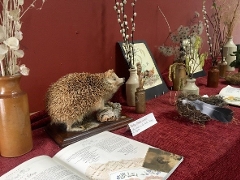 Nature table in Victorian Schoolroom