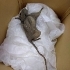 blog post pic of rat
