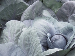 Vegetables - The Clink