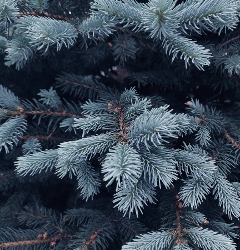 Christmas tree natural