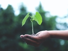Small green plant in the hands of a person