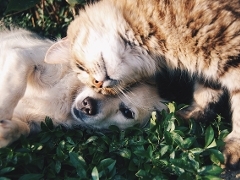 Dog and cat snuggling Dog and cat snuggling