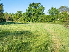 Merrow Common Path winding through green grass towards trees