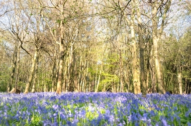 Bluebells at Chantry Woods