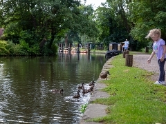 Child feeding ducks by the river wey