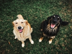 Two happy dogs looking at the camera