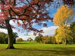 An autumn view of trees in Stoke Park