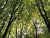 A view of trees in Guildford taken from below