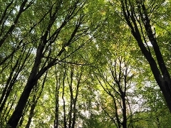 A view of trees in Guildford taken from below