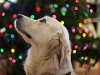 A close up shot of a dog in front of a Christmas tree