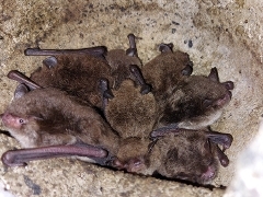 Water Bats at Lakeside Nature Reserve