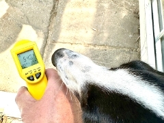 A dog next to a thermometer measuring the temperature
